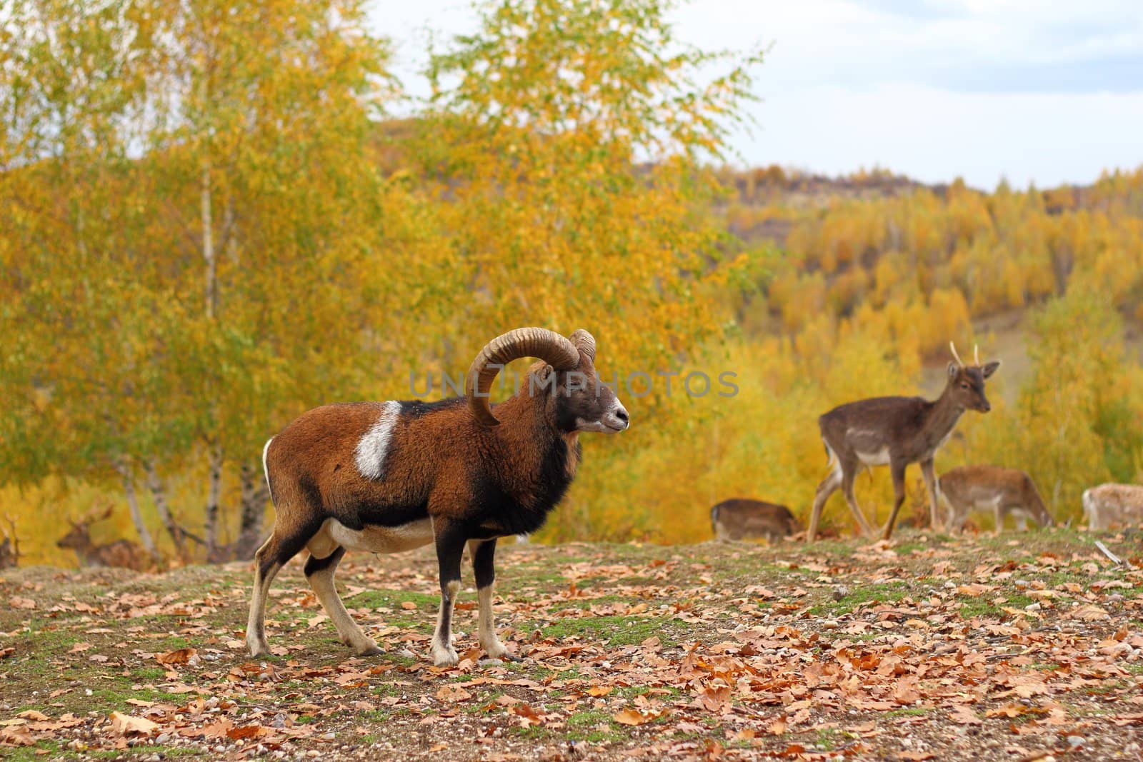 mouflon male and fallow deers by taviphoto