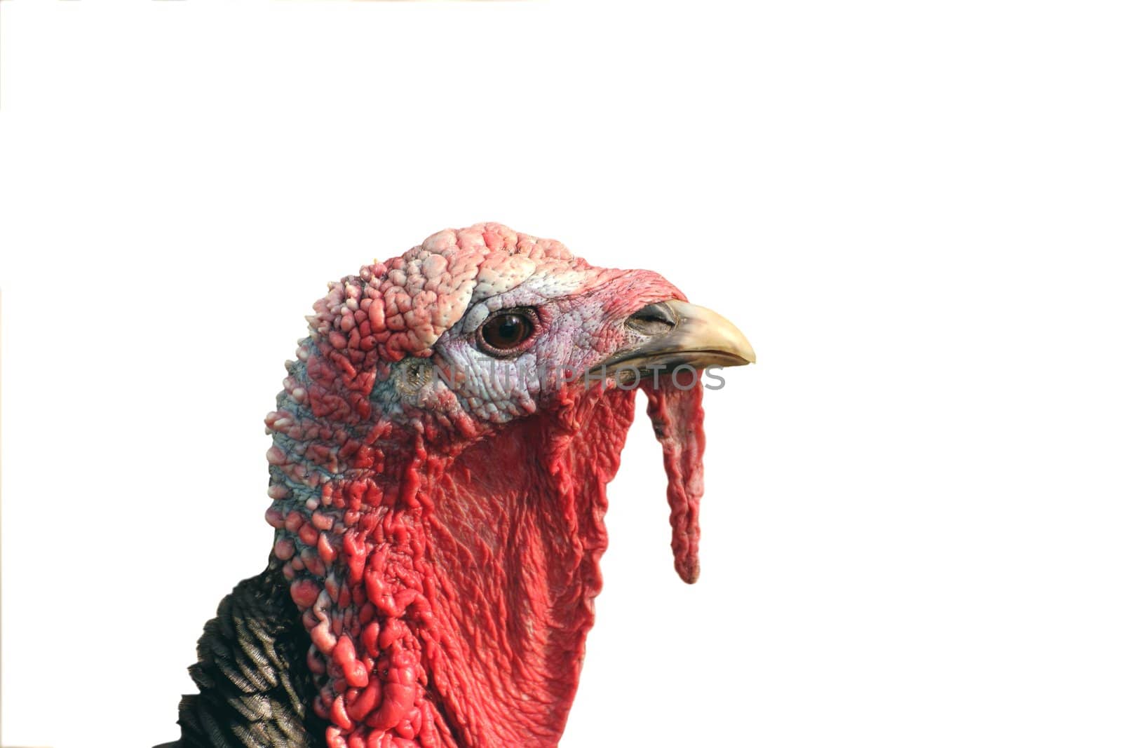 male turkey portrait isolated over white background