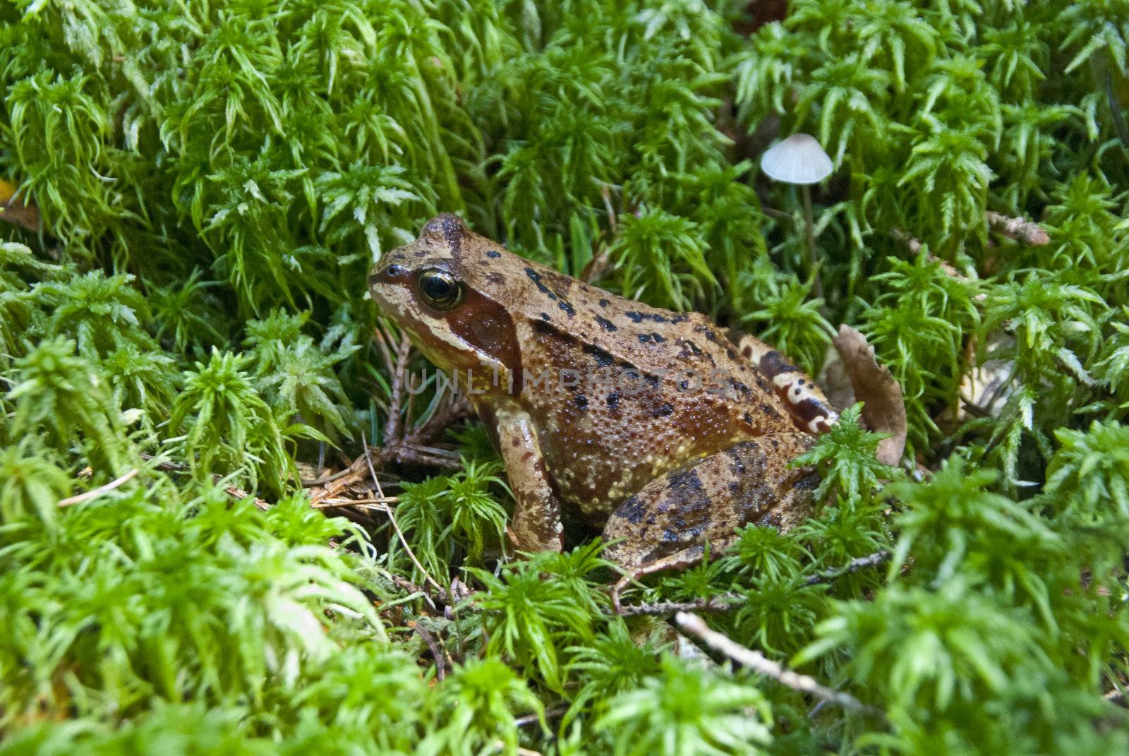 met this frog when we were out in the woods to pick mushrooms