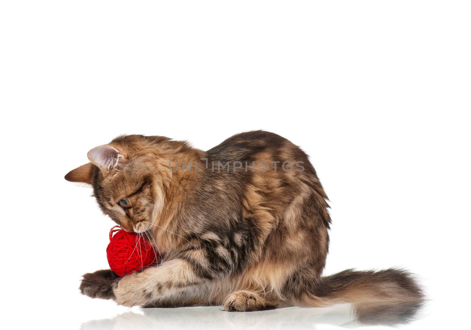 Cute young Siberian cat with red clew isolated on white background