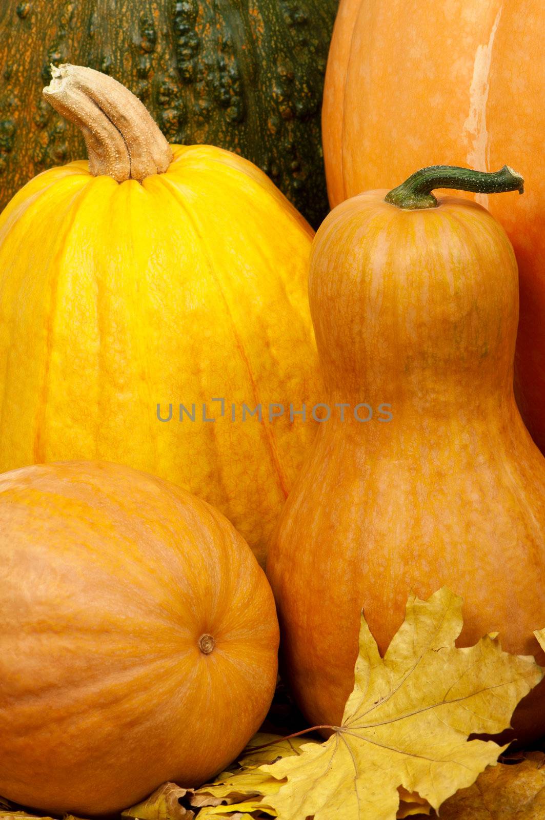 Close up of a group of pumpkins of different shapes and sizes surrounded by leaves