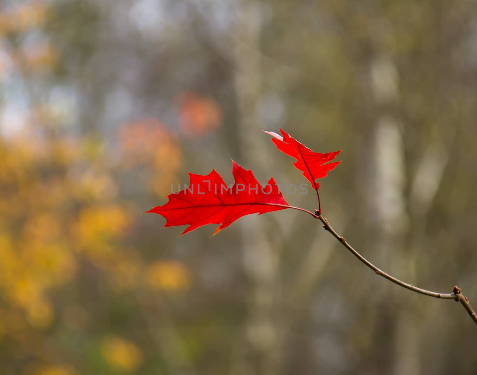 Red Oak Leaves during autumn