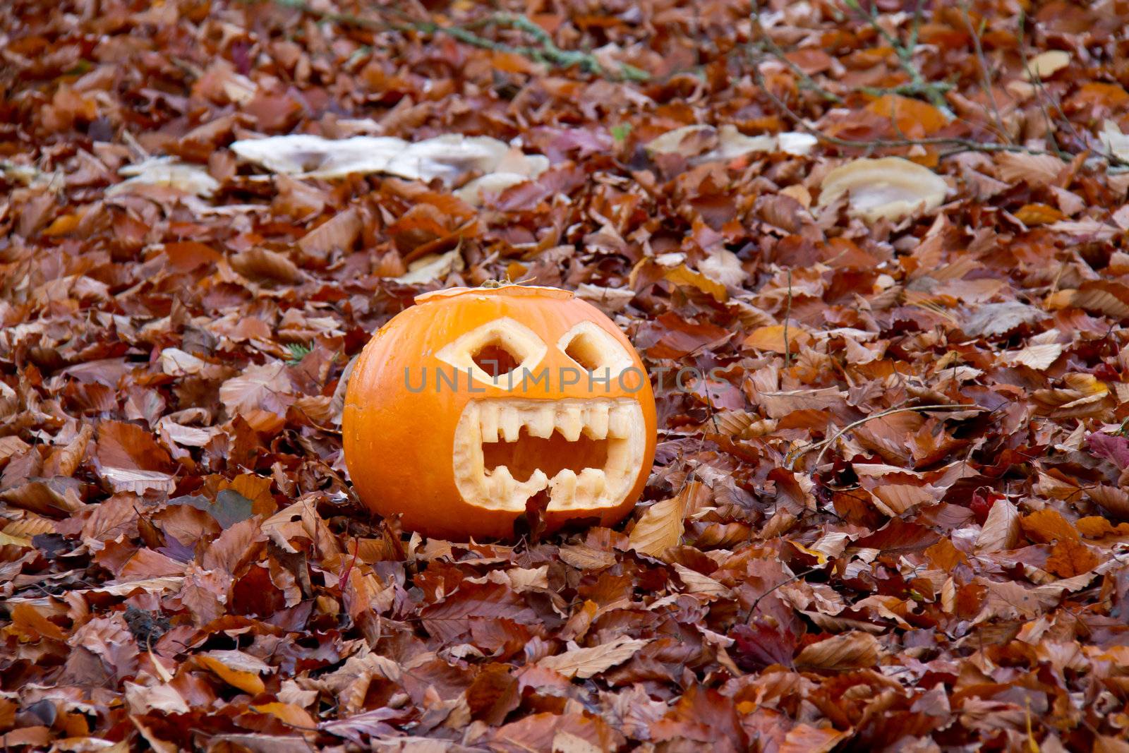 Carved Halloween pumpkin resting on fallen Beech leaves