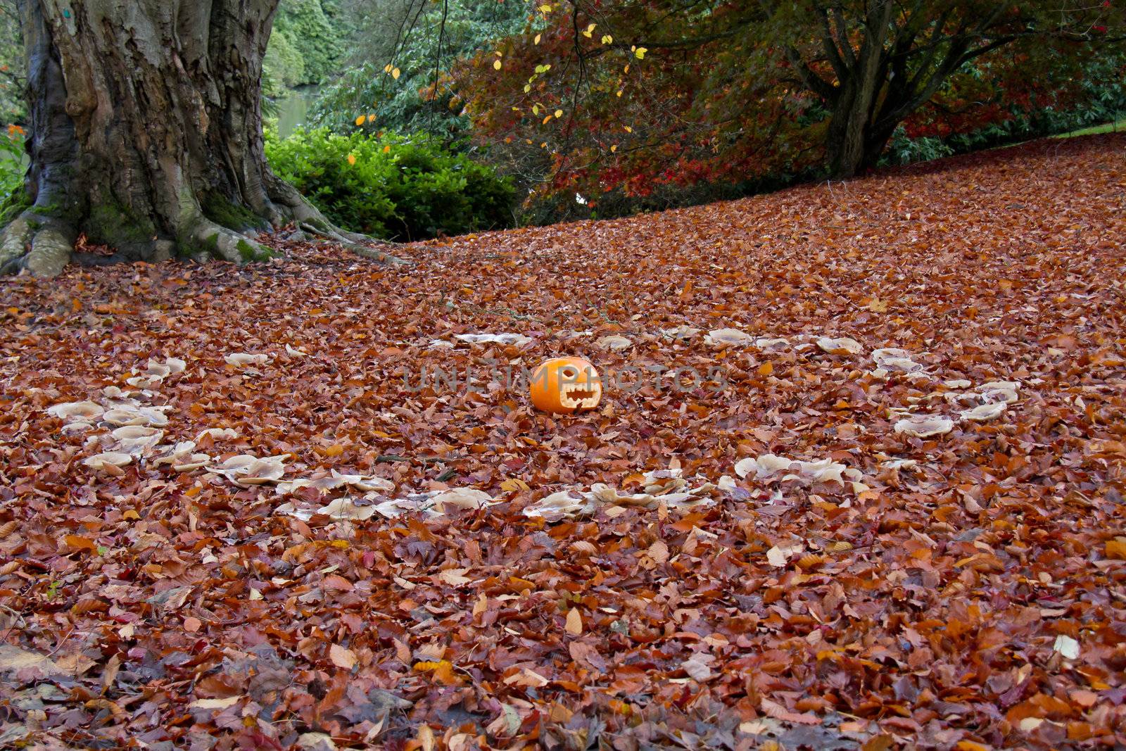 Carved Hallowe'en pumpkin in centre of Fairy Ring of toadstools