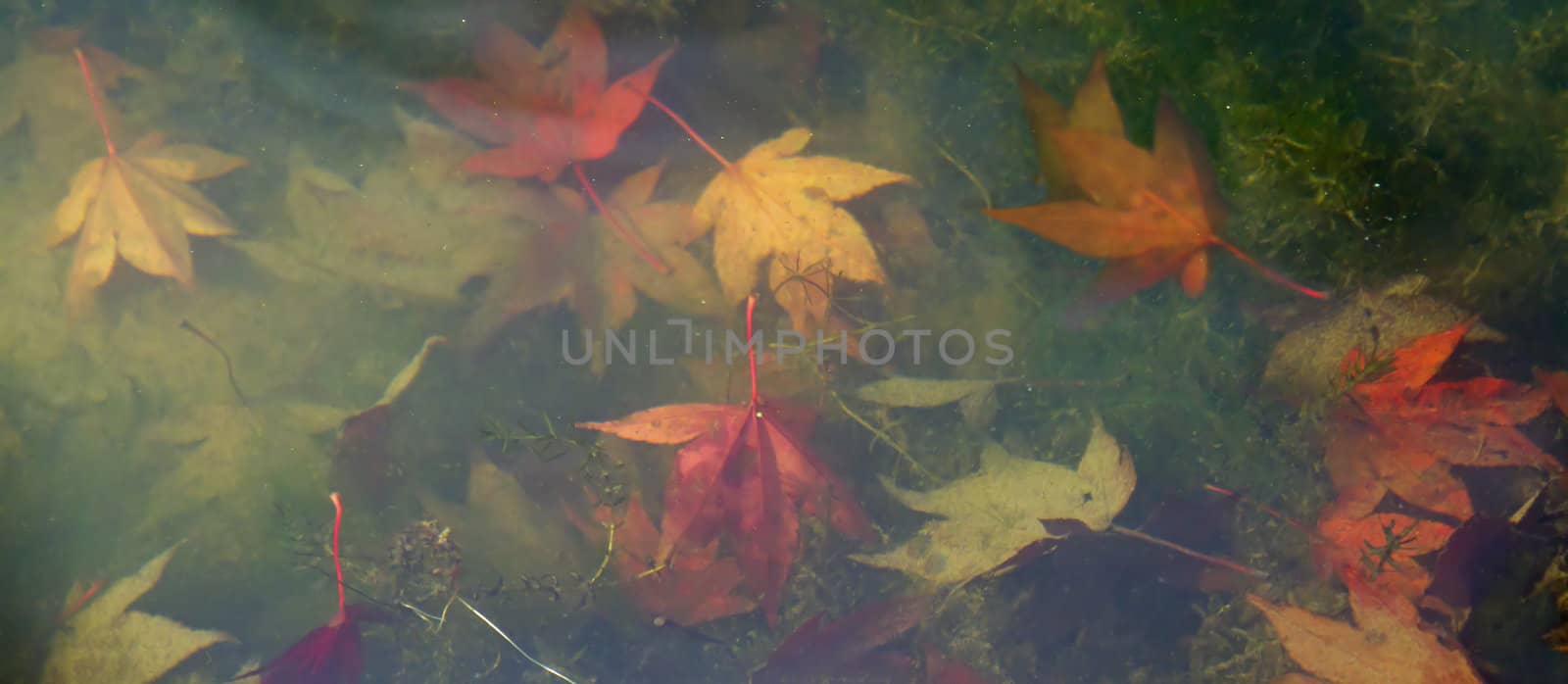 Leaves Underwater Banner by SueRob
