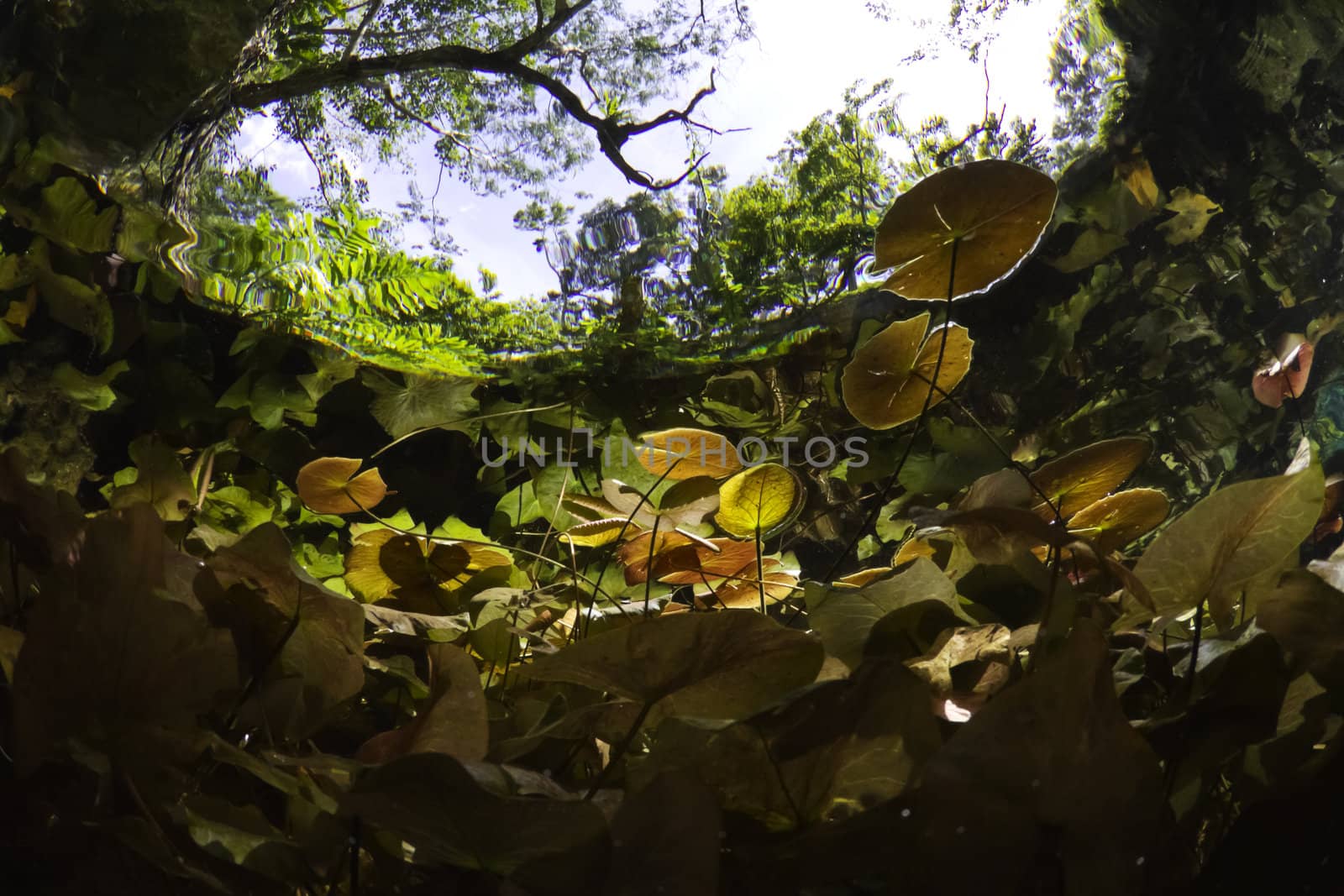 Underwater lily pads in the fresh water cave systems in Mexico