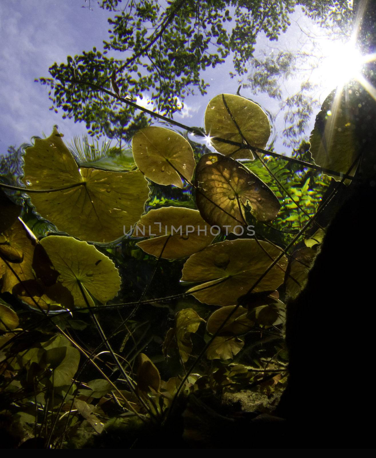 Finishing a dive in the freshwater caves of Mexico looking up through the lily pads.