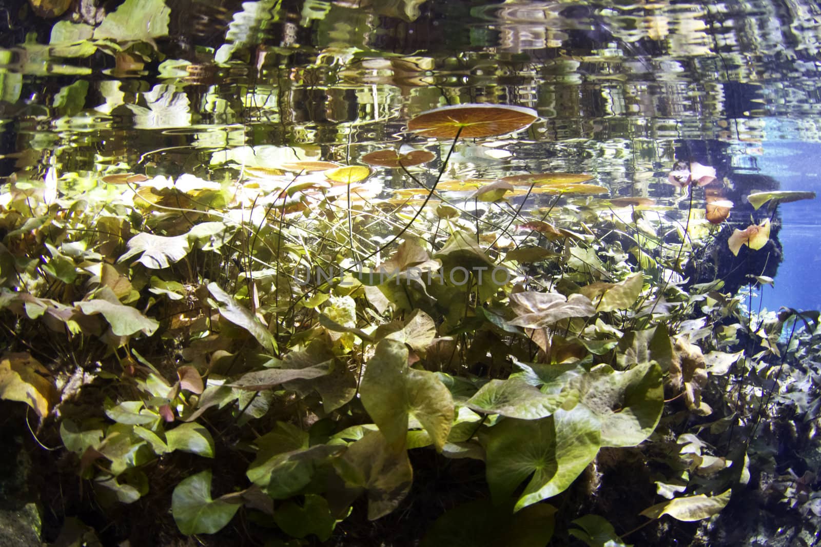 Underwater lily pads in the fresh water cave systems in Mexico