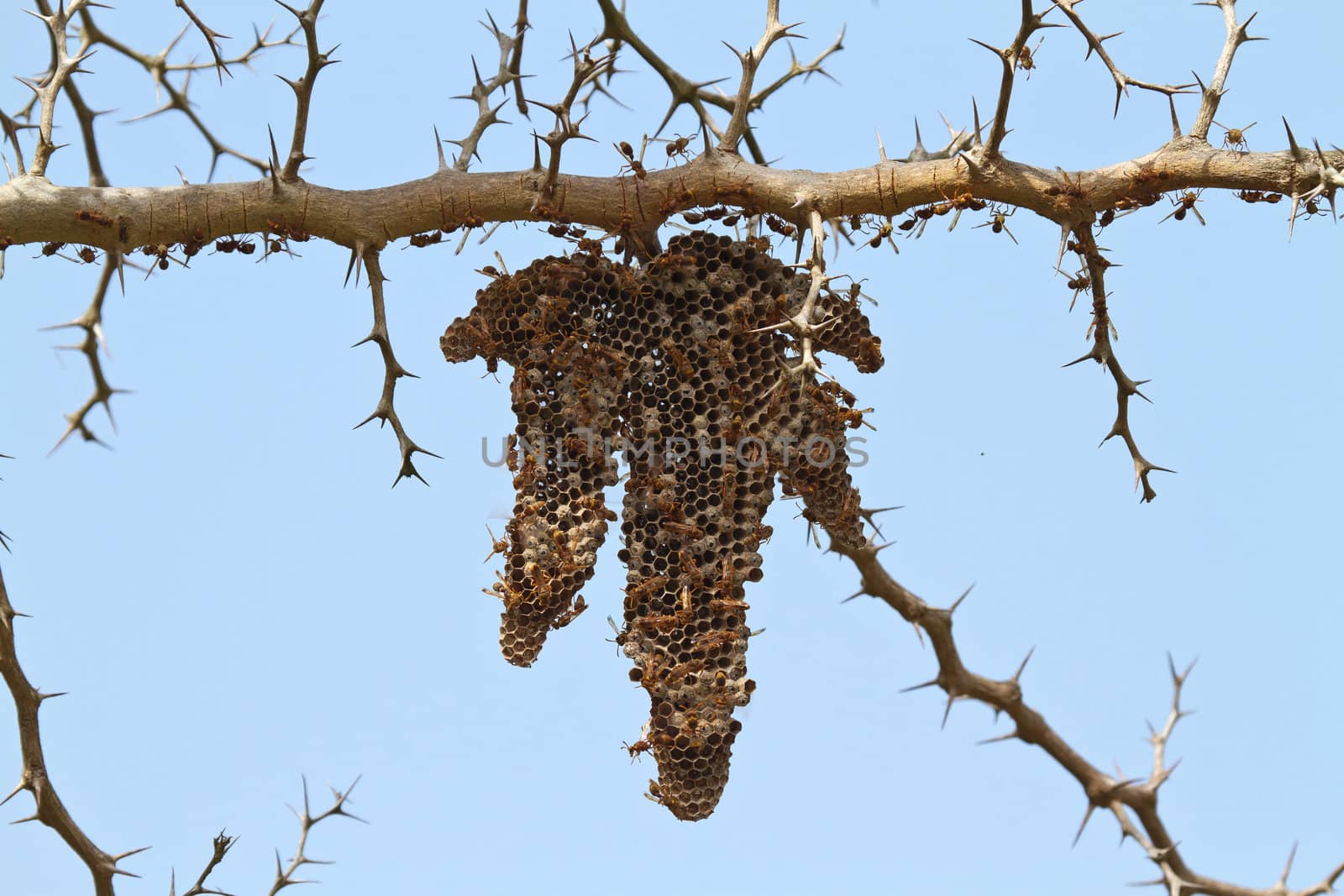 Wasp nest with different stages of larval development visible in nest cells. Adult Wasps busy around nest. Seen in Farasutu Forest, The Gambia.