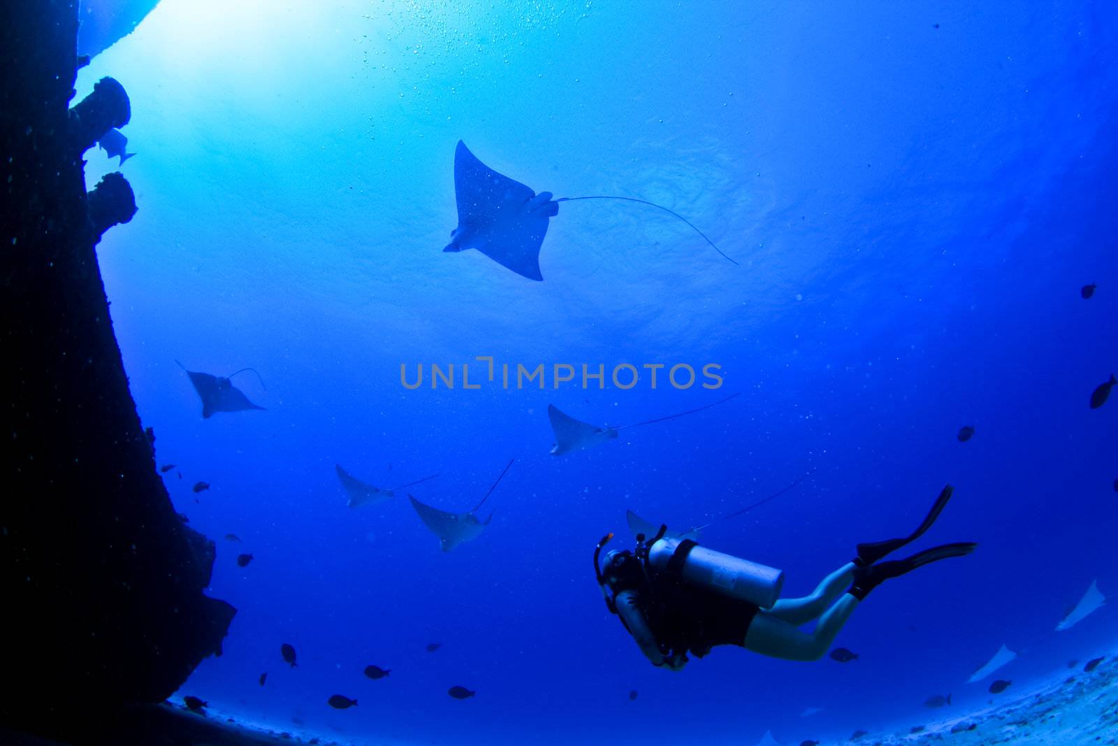 eagle rays and a scuba diver on a wreck in mexico