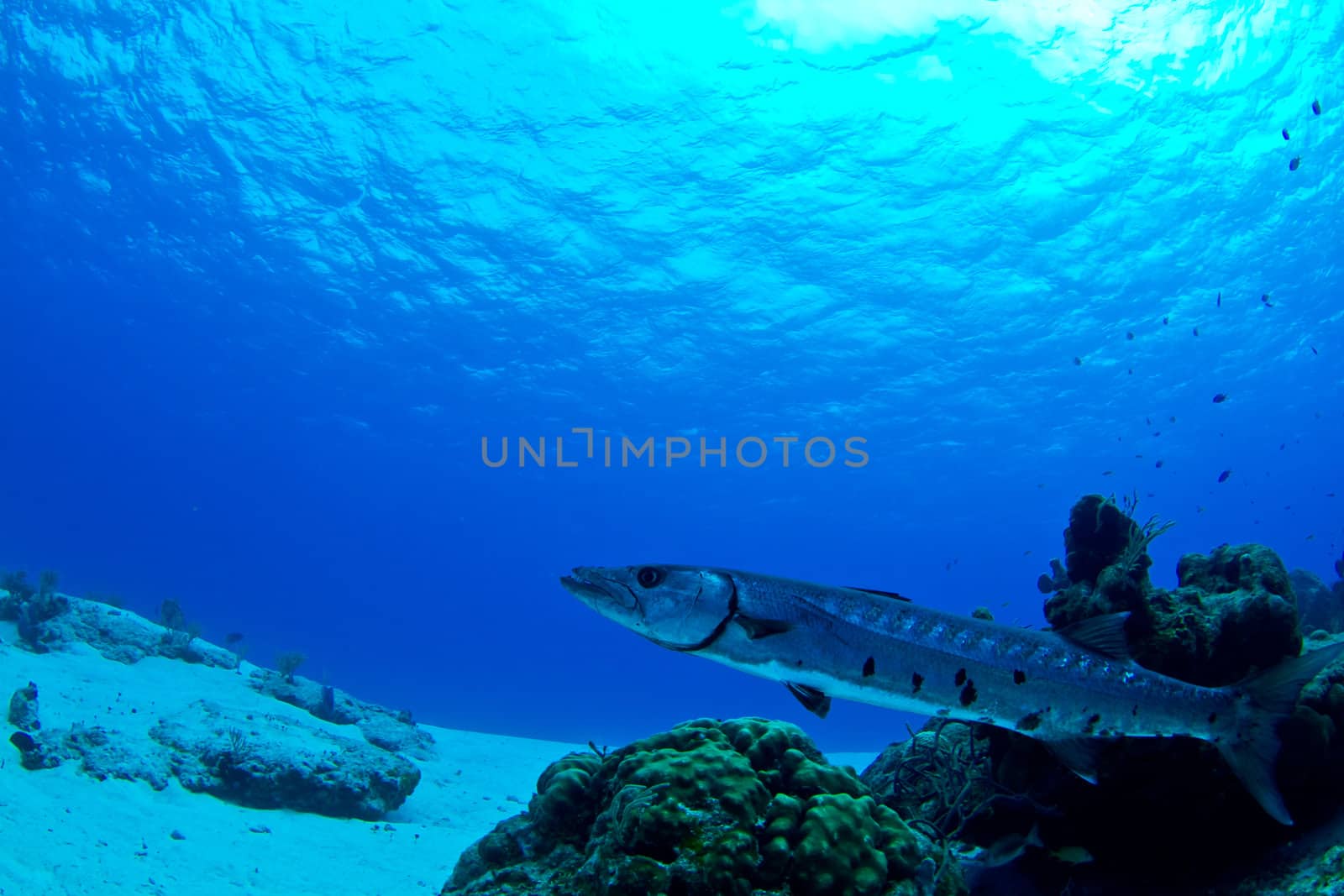 A large barracuda on a tropical reef hiding behind coral