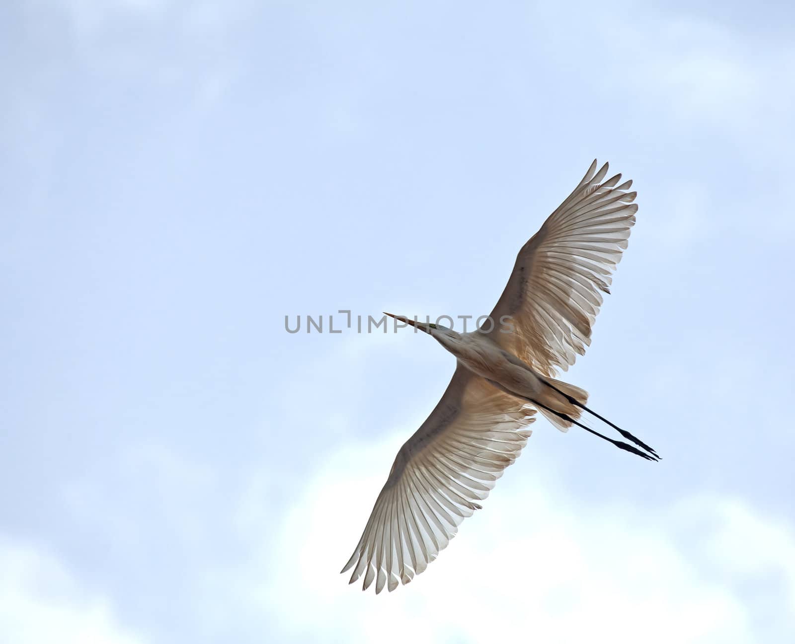 Great White Egret in flight by SueRob