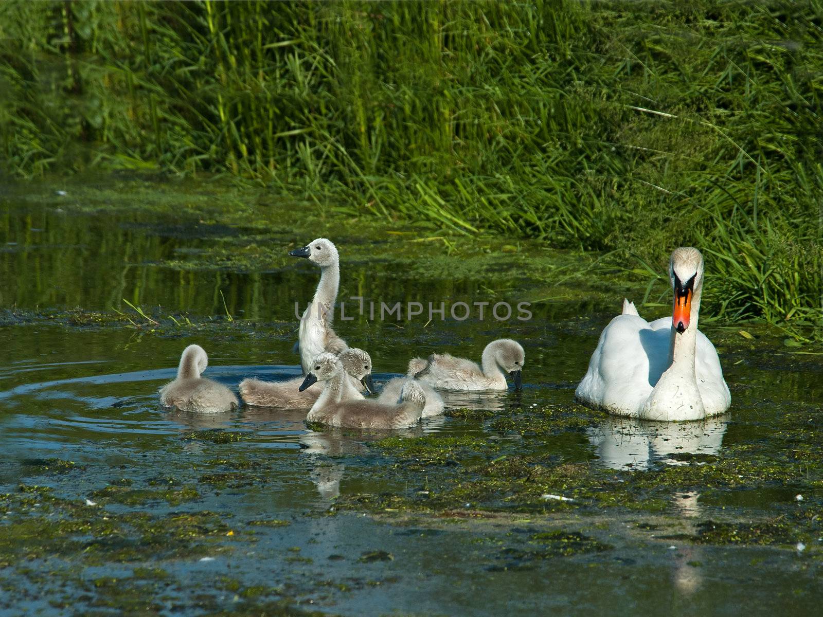 Female Mute Swan and Cygnets in summer sun