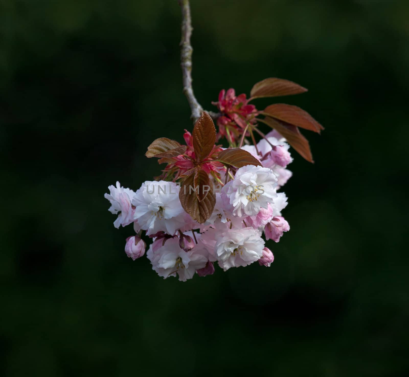 Pink Prunus Blossom against dark background