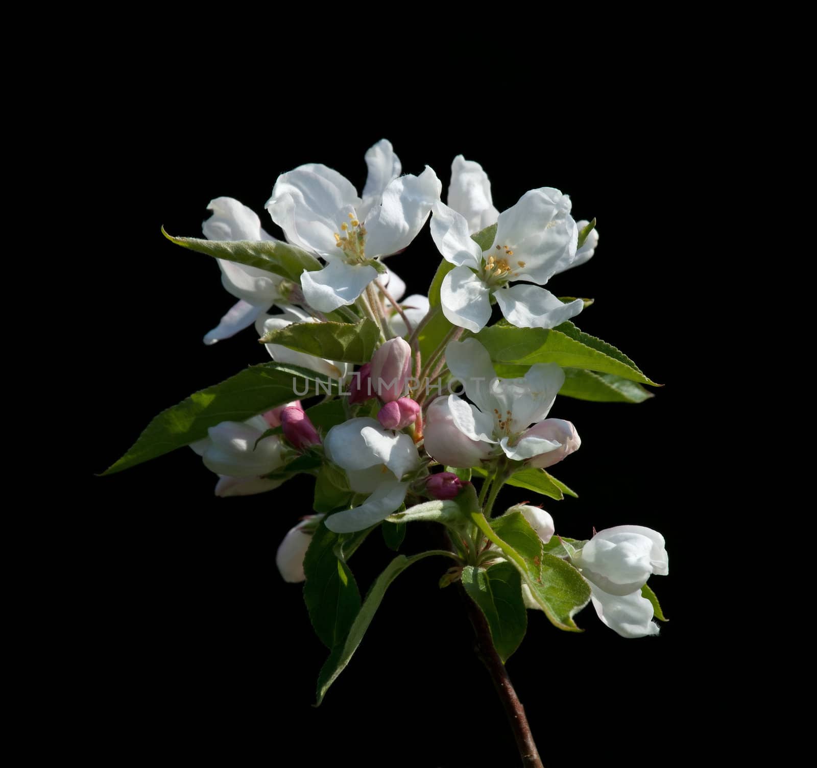 White Crabapple Blossom against dark background