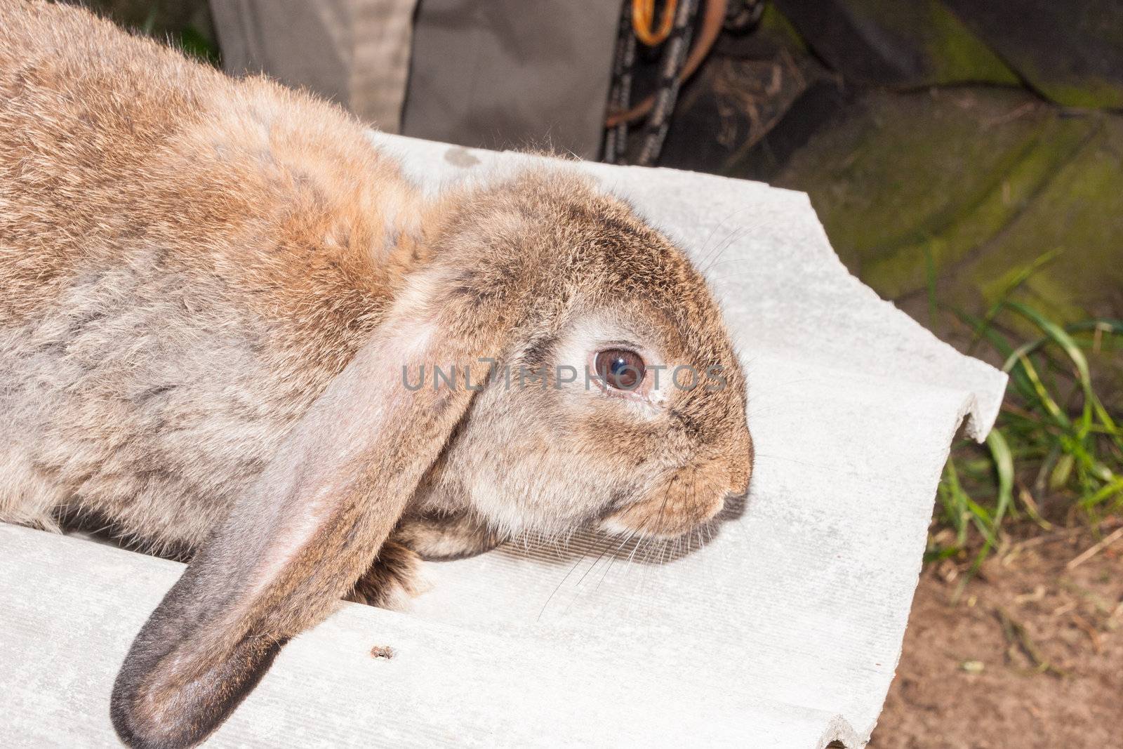 Lop eared rabbit by melastmohican