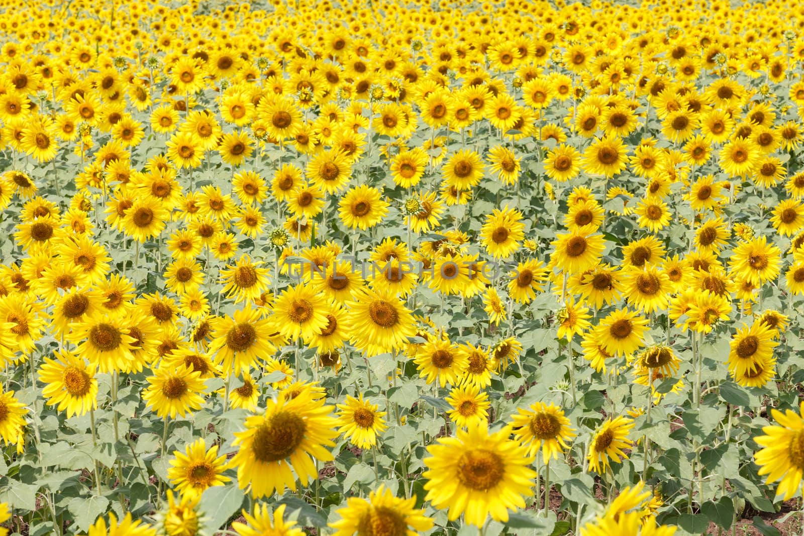 Detail of a field with many sunflowers in sunlight with shallow depth of field