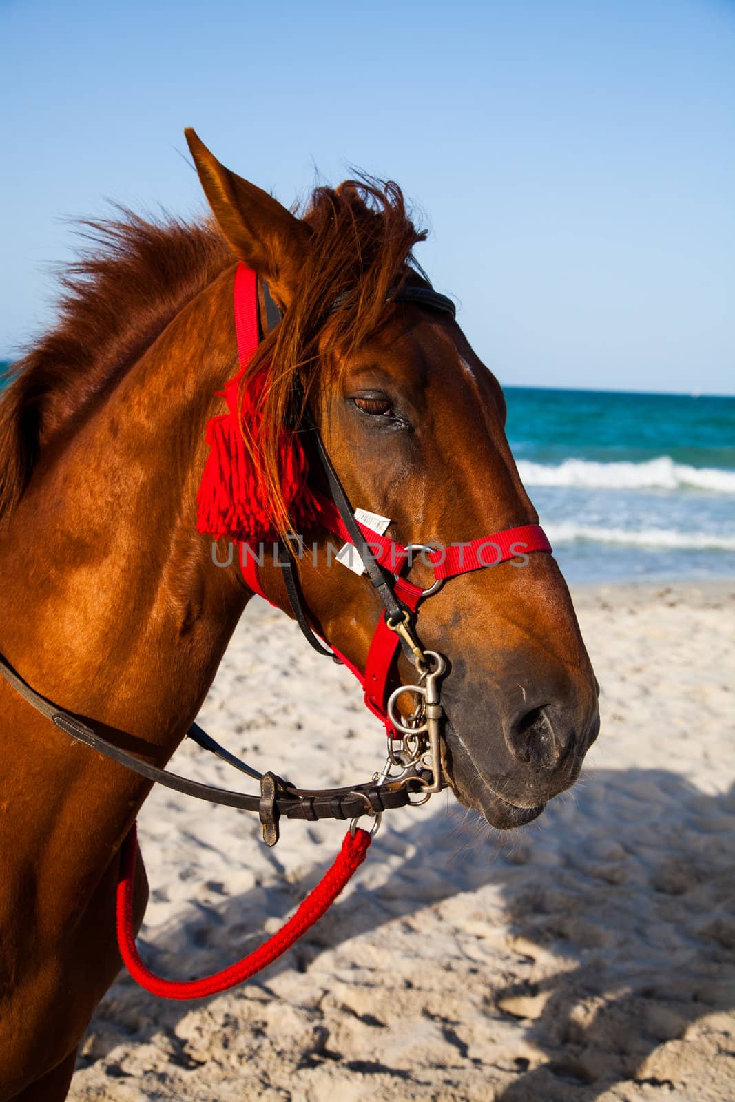 Horse head portrait, Djerba tunisia