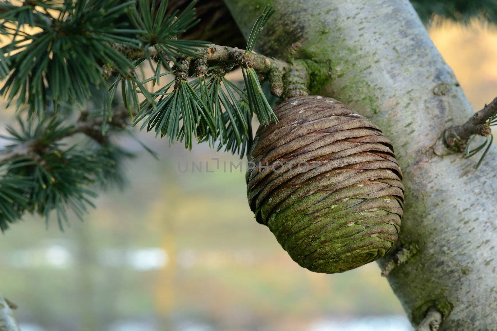 close up of pine tree in winter season