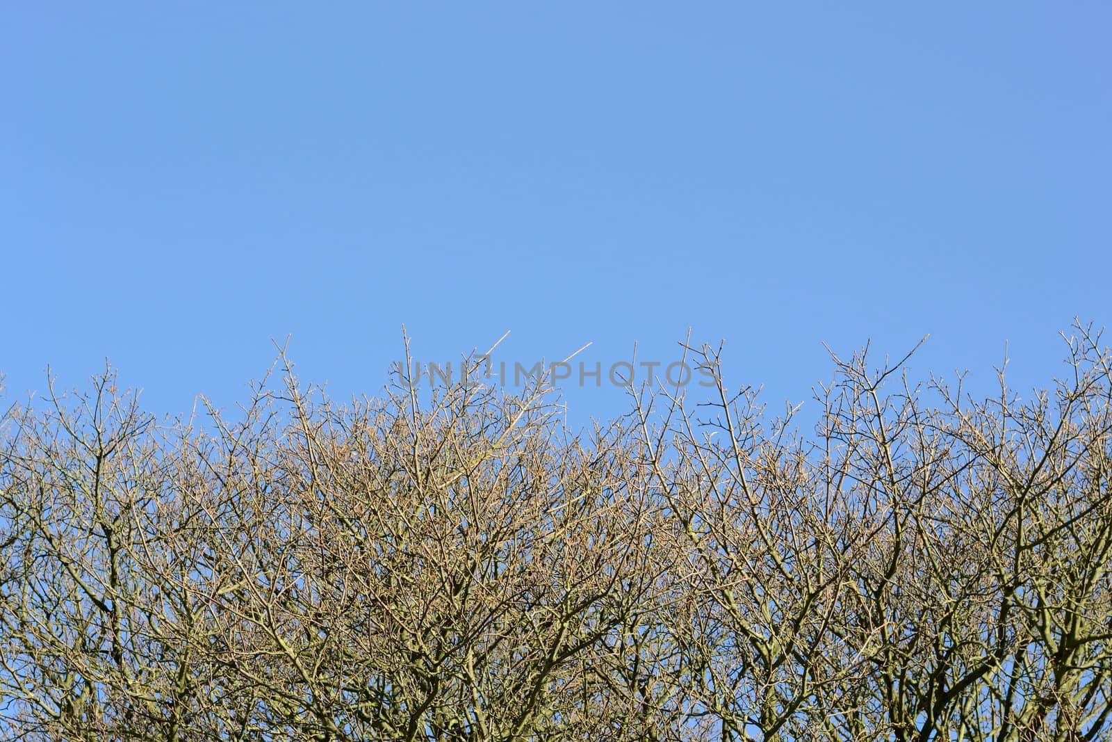 blue sky with branches by nongpimmy