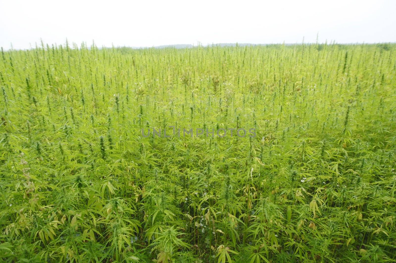 hemp field by Yellowj