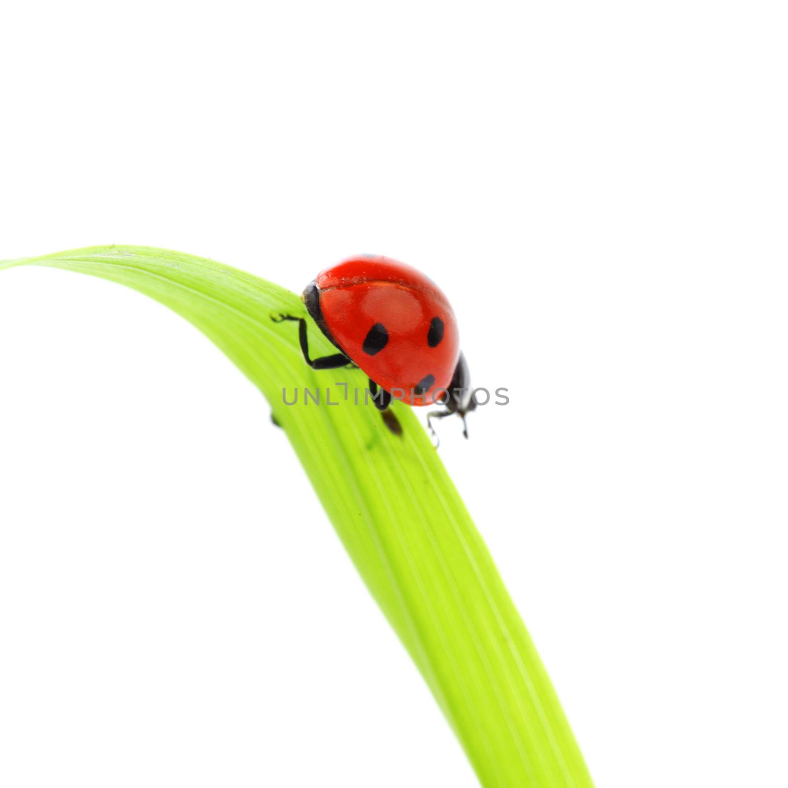 ladybug on grass isolated macro