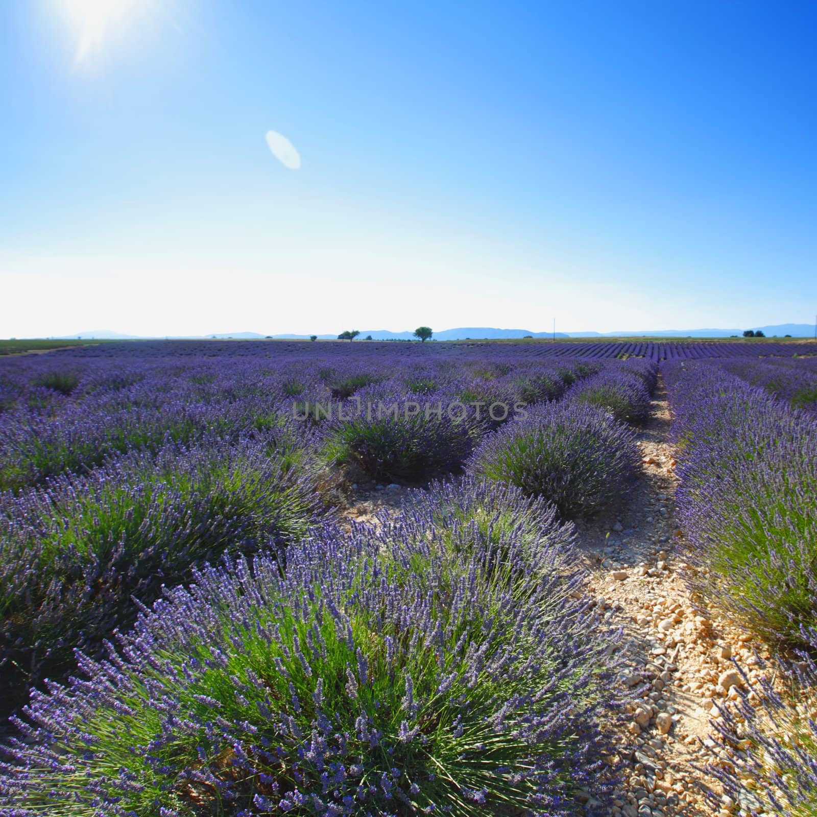 beautiful image of lavender field