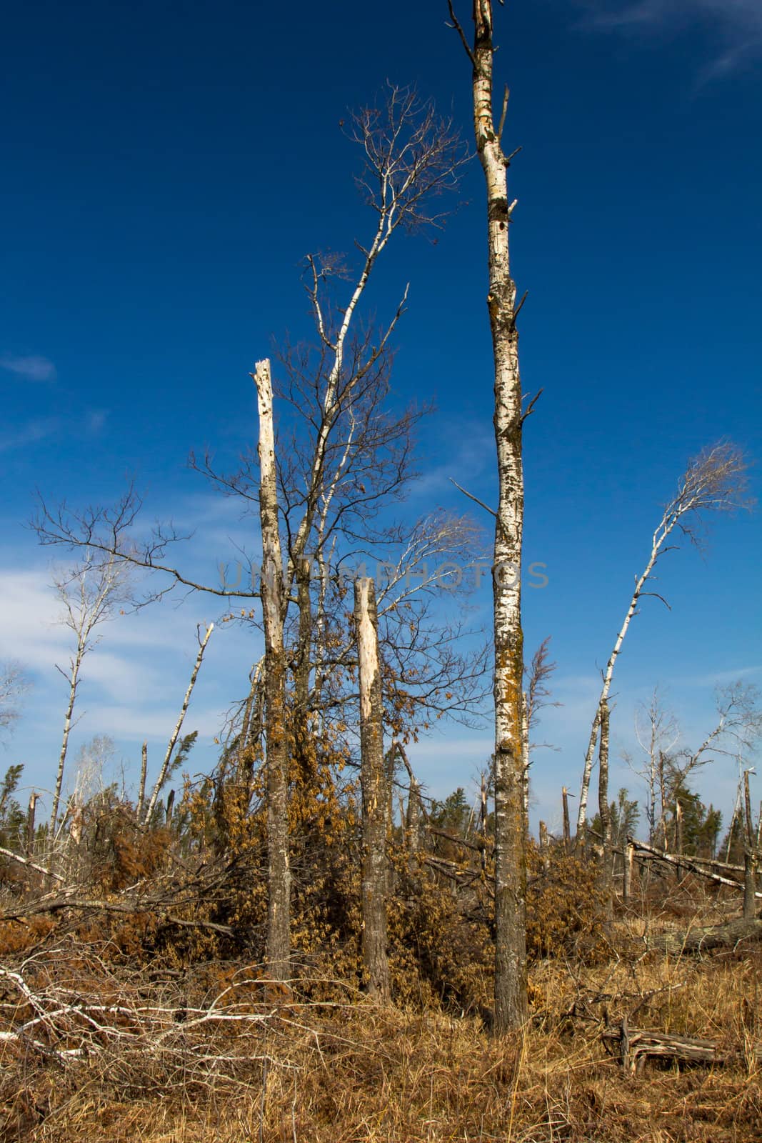 St. Croix State Park Wind Damage by wolterk