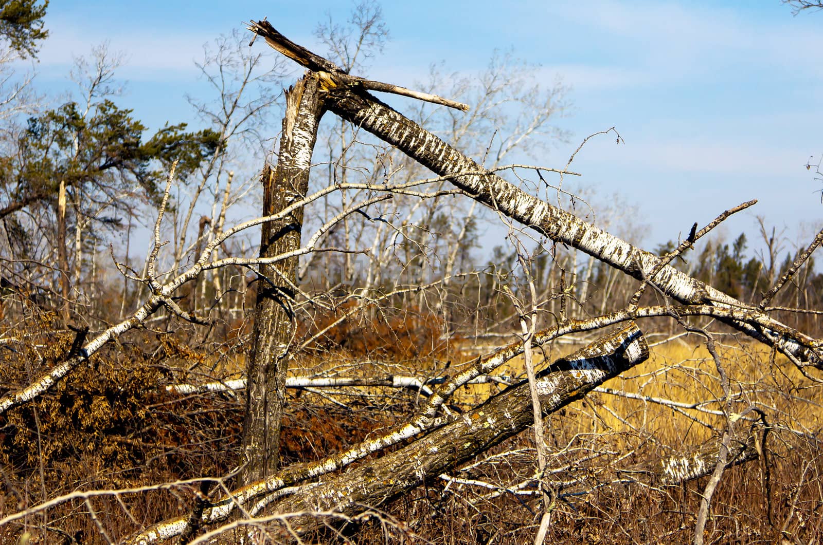 St. Croix State Park Wind Damage by wolterk