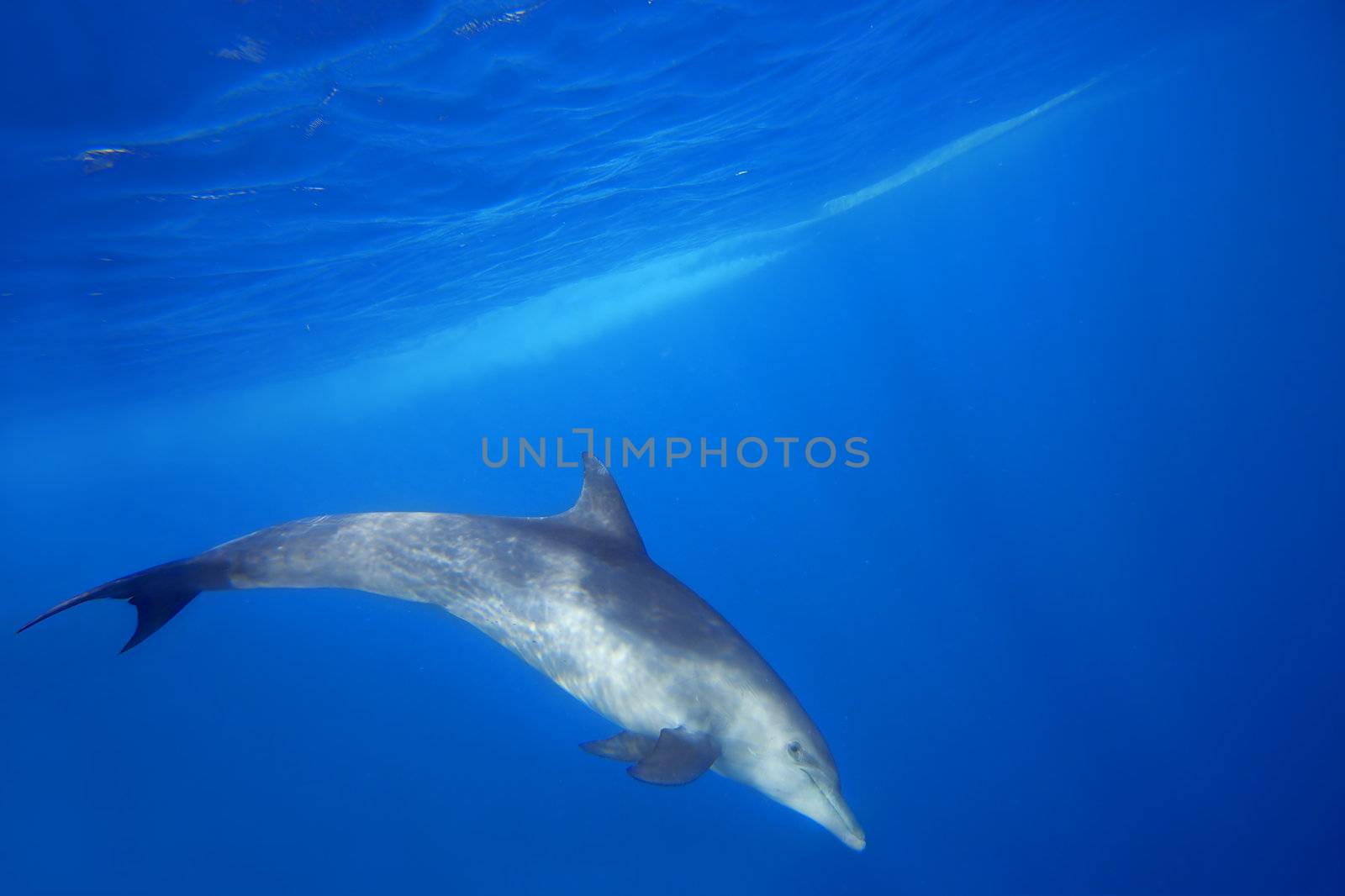 Wild Dolphins swimming in blue ocean in Zanzibar