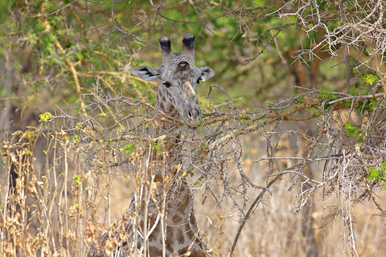 Wild Giraffe in the savannah in Mikumi, Tanzania