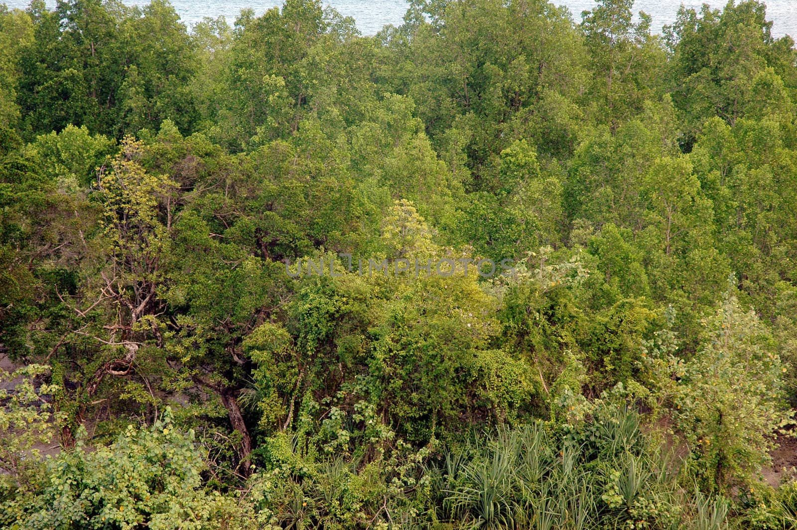 mangrove tree hedge