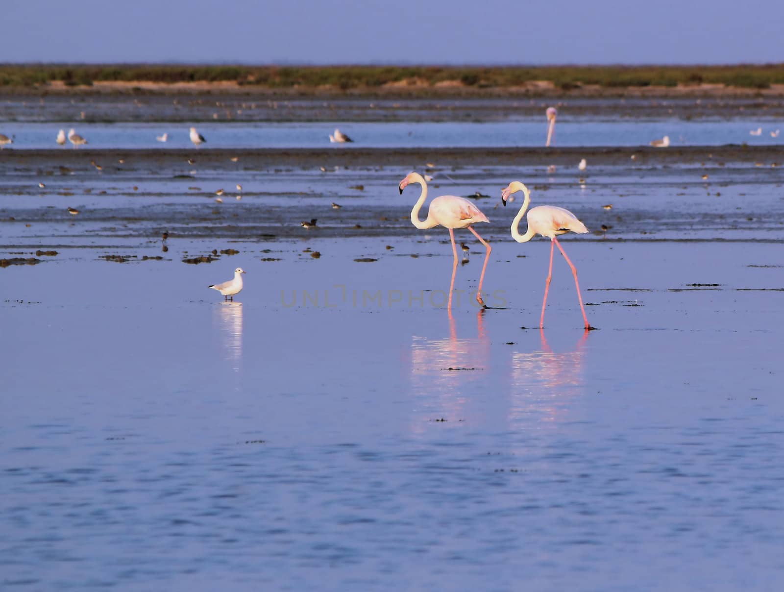 Flamingos walking in the water by Elenaphotos21