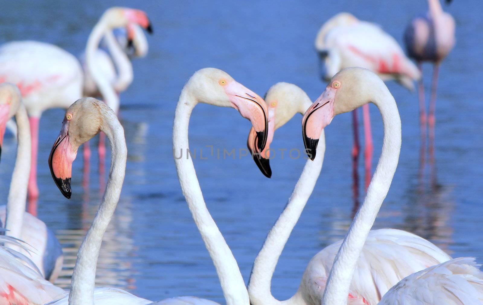 White flamingos by Elenaphotos21