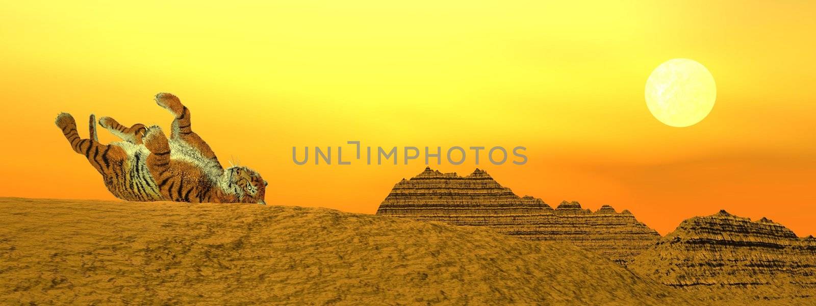 Tiger playing upon a mountain in the desert by sunset