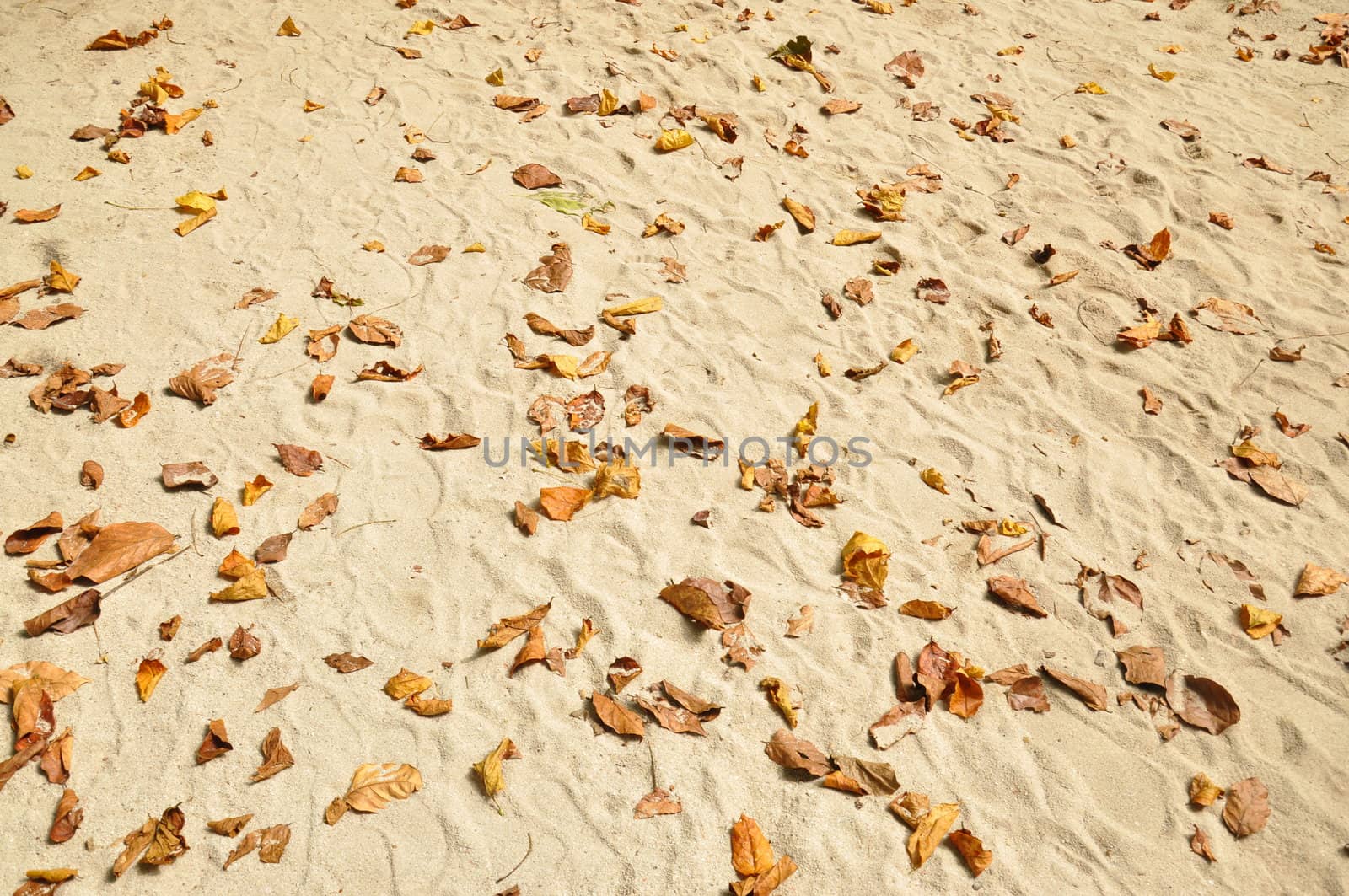 Brown leaves on the beach.