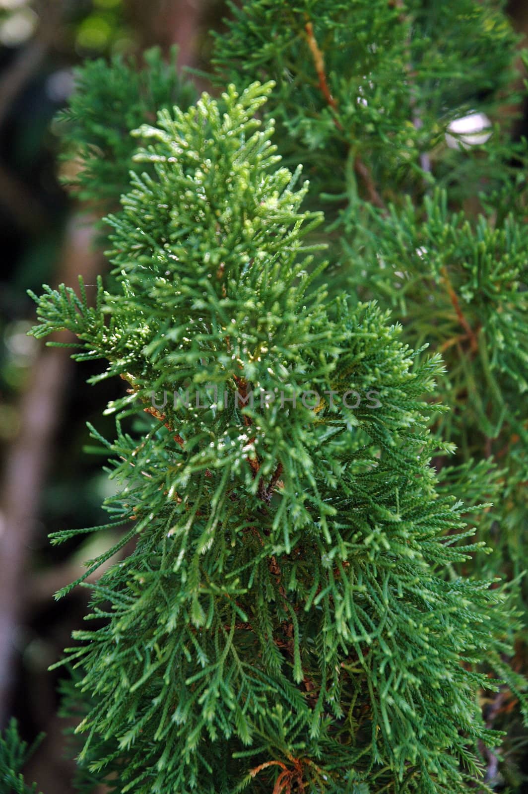 hedge leaf evergreen trees