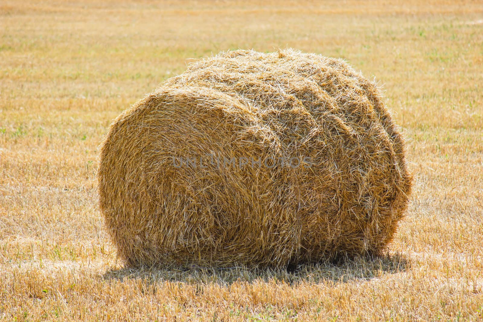 The rolls of straw in the summer on the field