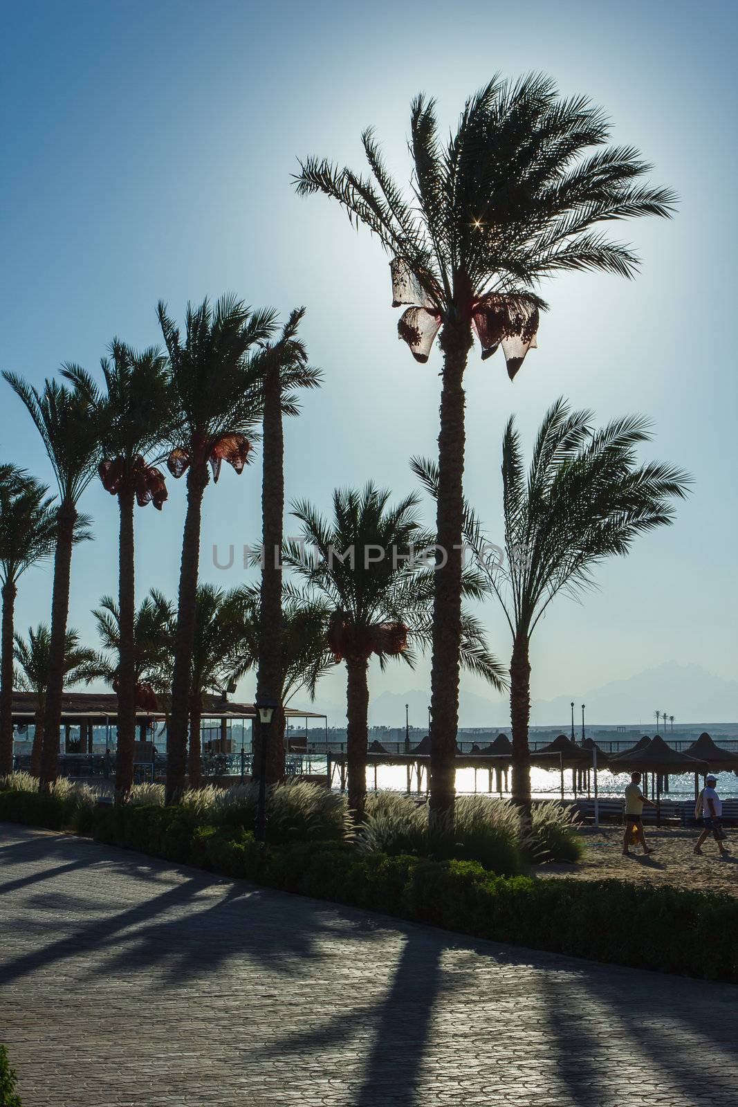 Palm trees on the beach by oleg_zhukov