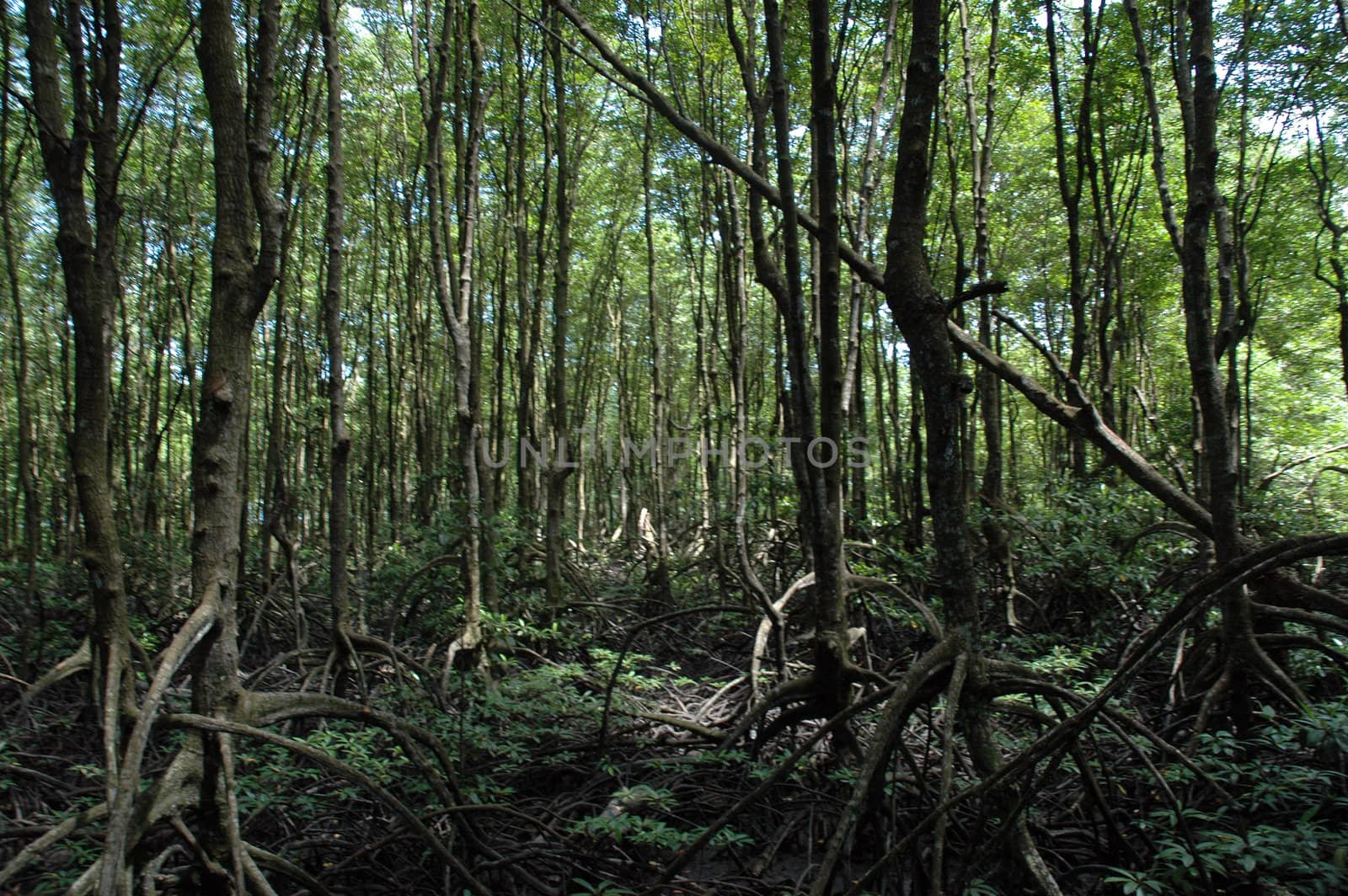 mangrove forests in conservation areas