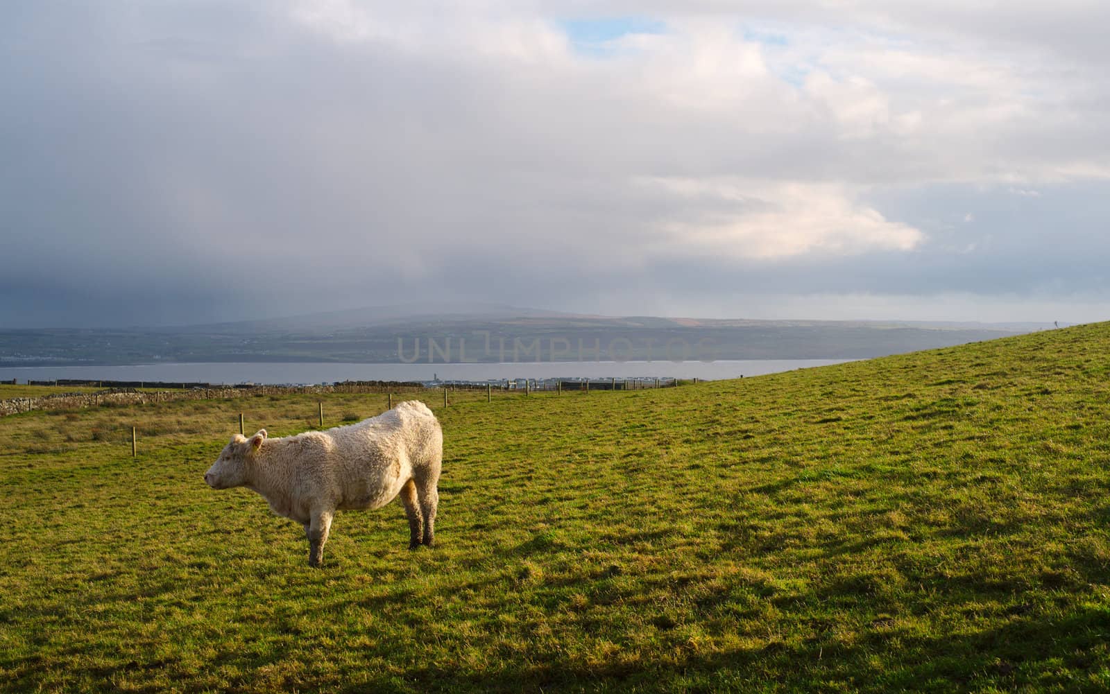 Irish Cow on a field. Ireland.