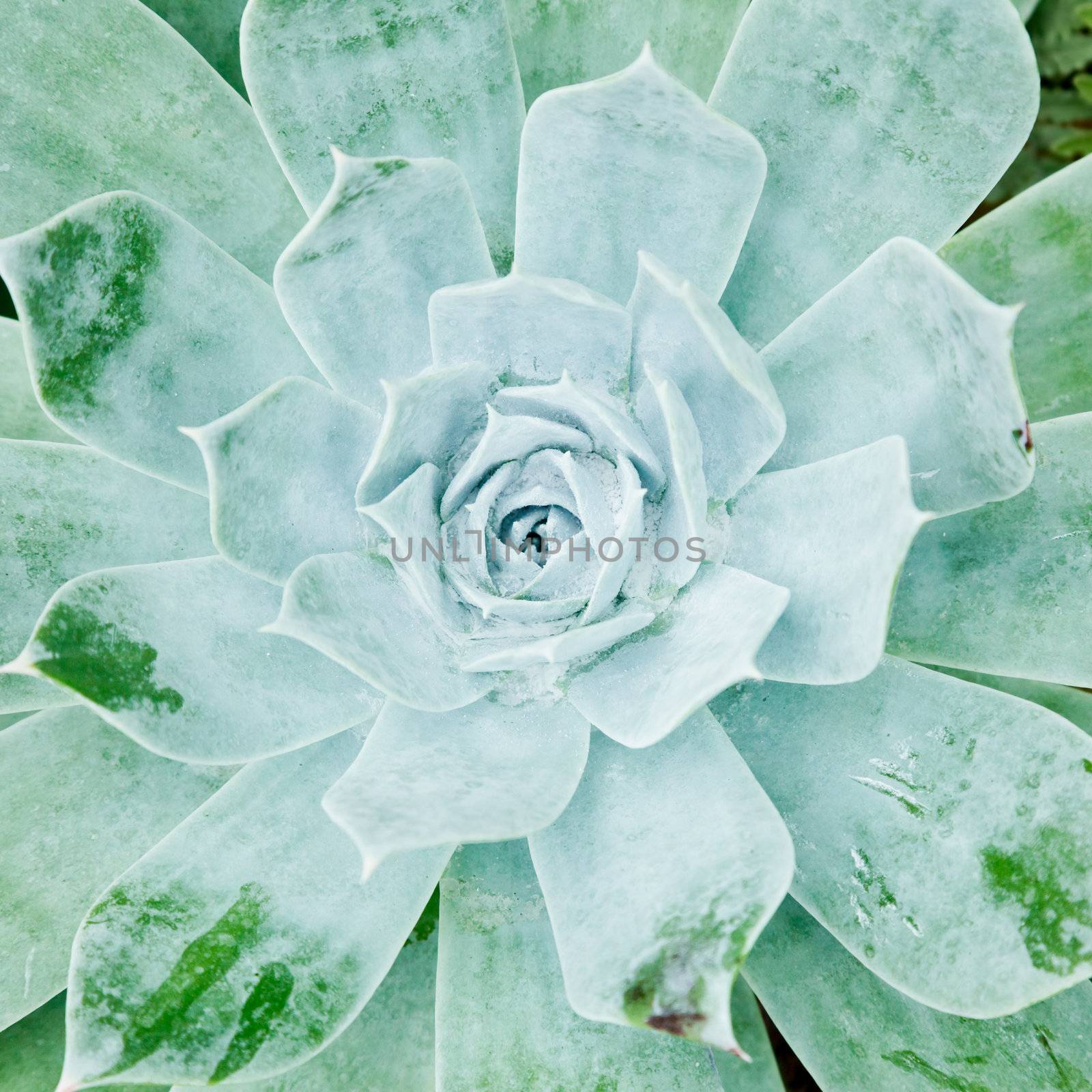 Succulent plant leaves close-up natural background