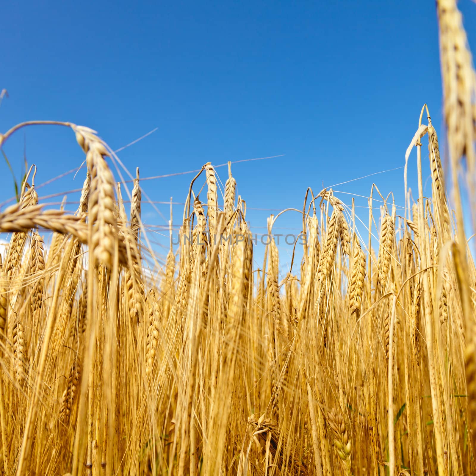 Ripe golden barley field against blue sky