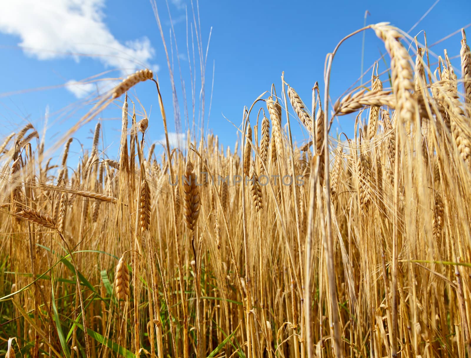 Ripe golden barley field against blue sky
