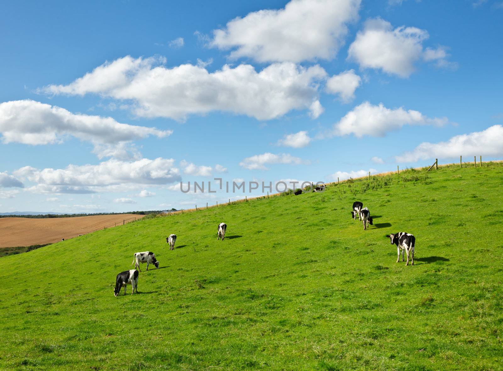 Holstein bulls at a pasture in Scotland