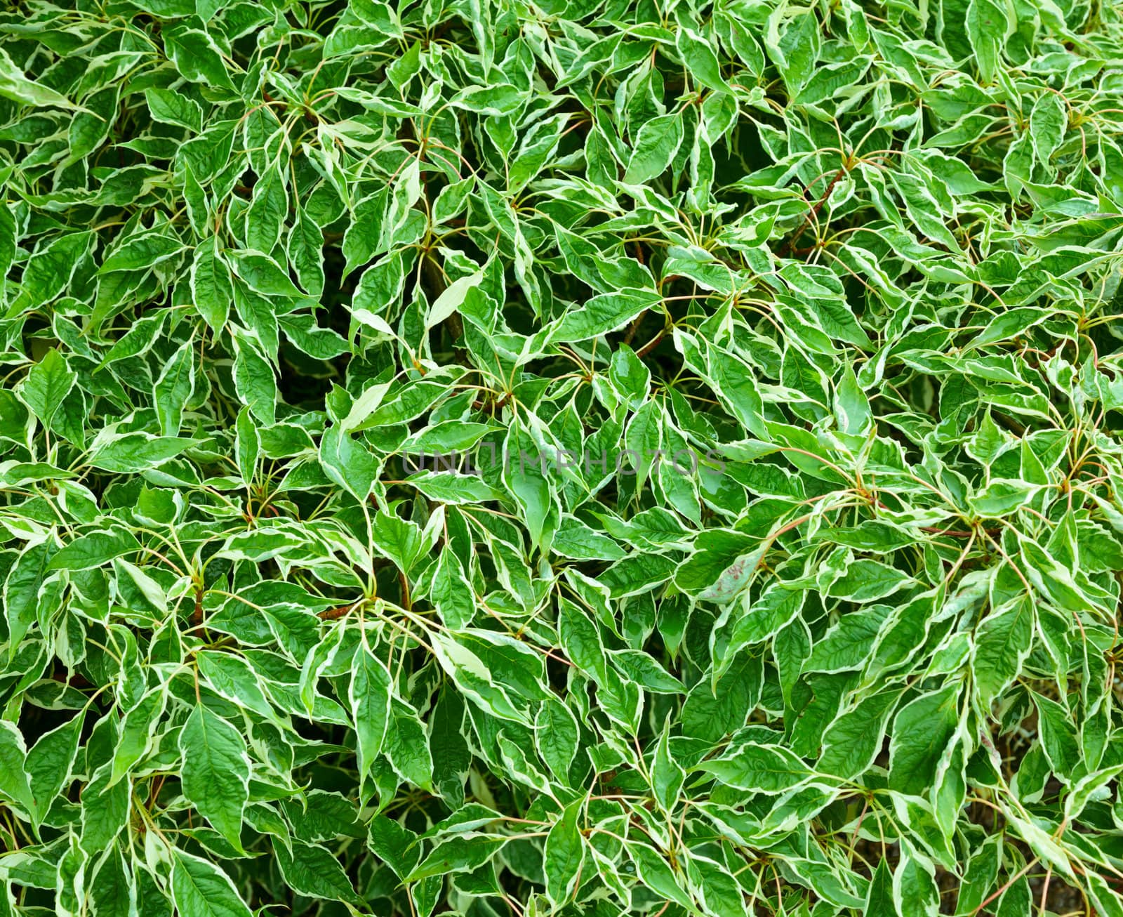 Green leaves close-up natural background