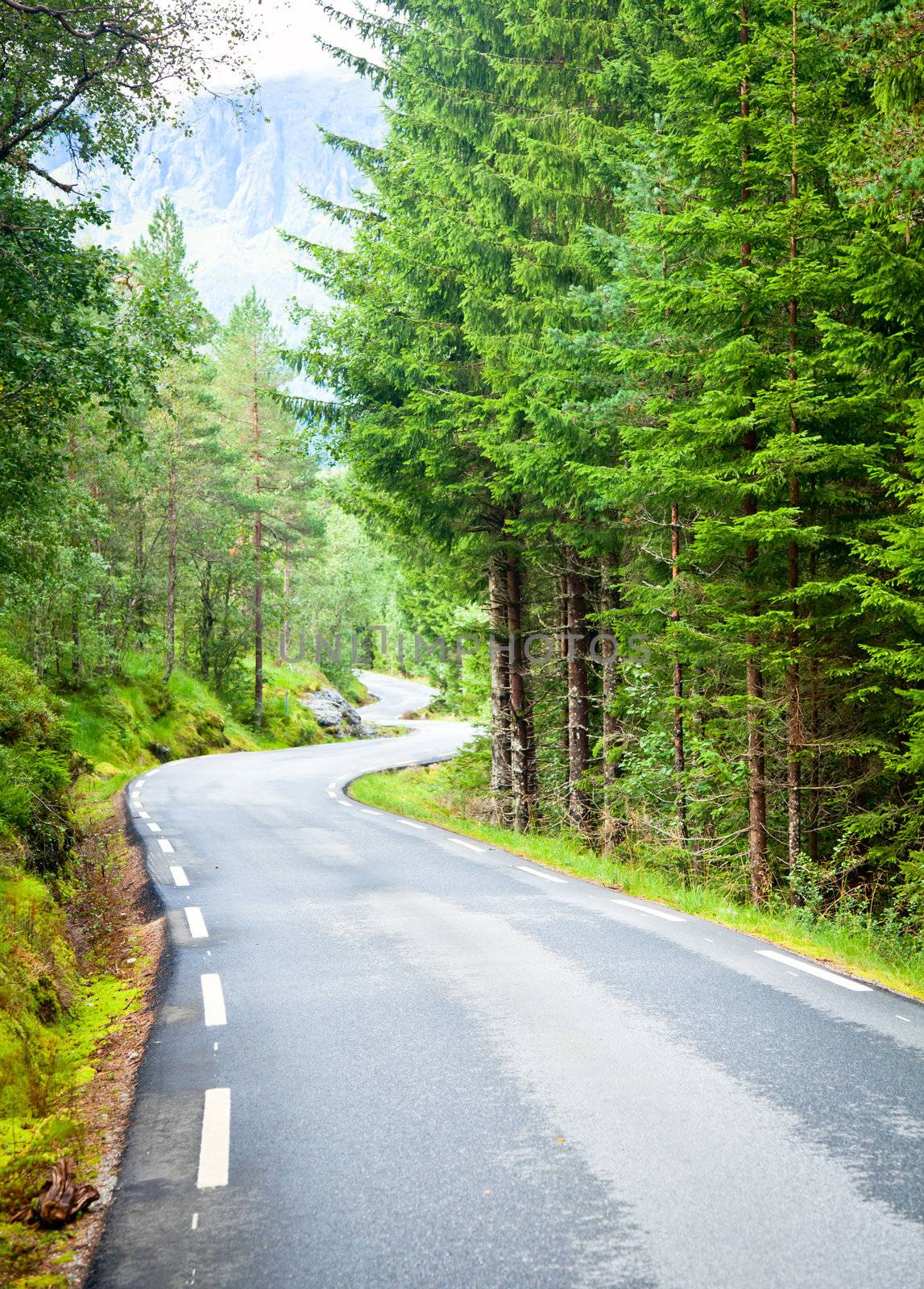 Scenic winding road through green forest in Norway