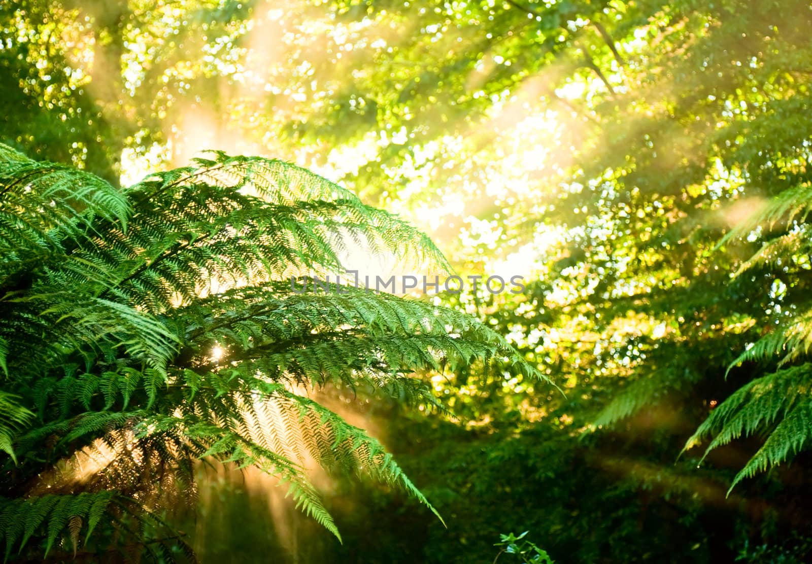 Sunlight rays pour through fern leaves in a rainforest at New Zealand