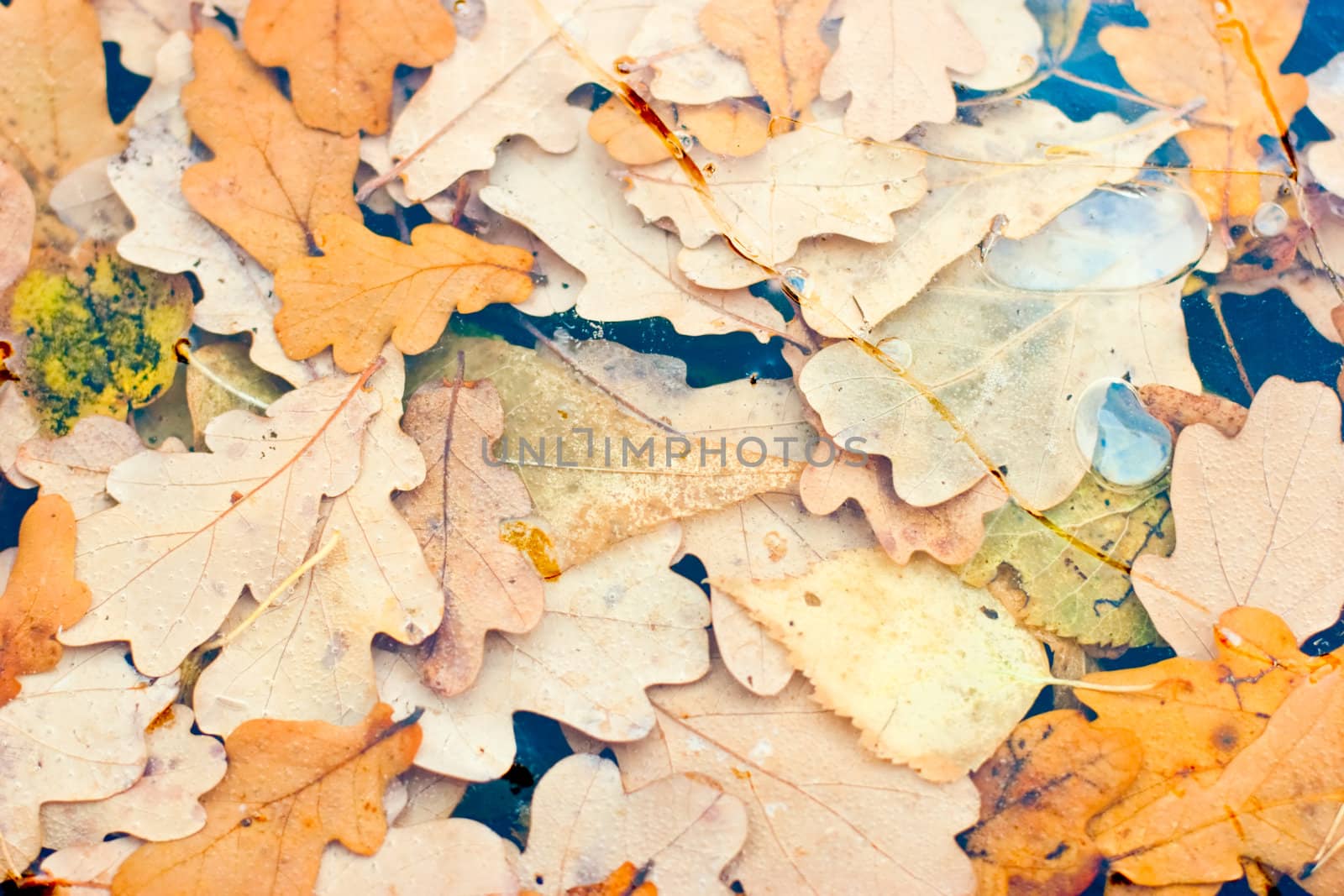 Oak leaves in frozen puddle
