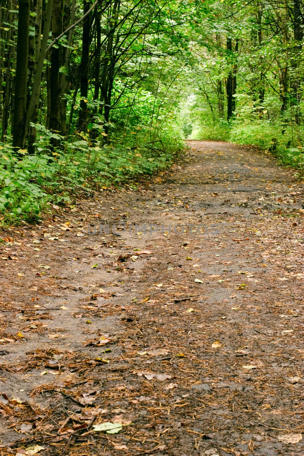 Empty alley at autumn park